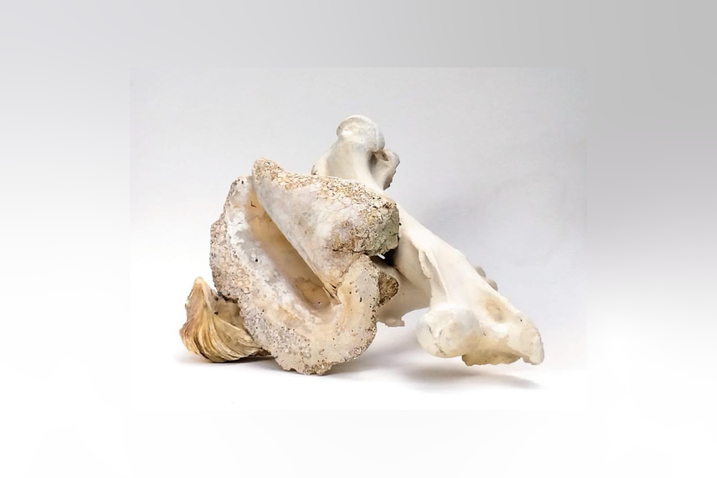 Projeto Fossilium