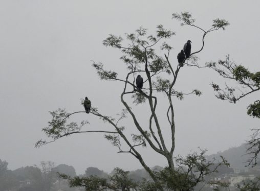 Lab Cinema Expandido: o Rio de Janeiro pelas lentes da sétima arte